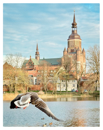 A large gray goose flies low over a calm lake, its wings fully spread and catching warm light. In the background, across the water, stands a historic brick cathedral with tall spires and a copper roof, surrounded by bare trees and small waterfront buildings. Ducks swim near the water’s edge, and the sky is softly lit with pale blue and golden tones.