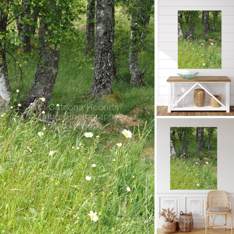 Upper /lower left coloured photograph featuring the design- 

Daisies and the Birch Grove. 

Upper right design on a Canvas Print on a wall above a table. 

Lower right design on a Canvas Print on a wall beside a chair.  

Lower left design on a Canvas Print on a wall.
 
I took this photo during a lovely nature walk through the Scottish Highlands. 

Features serene wild daisies growing among tall grasses with Birch trees in the background. 

Sunlight filters through the leaves, creating dappled patterns on the ground. 

Mockups combined in a grid format in canva.com 

Click links on the main post for options.

