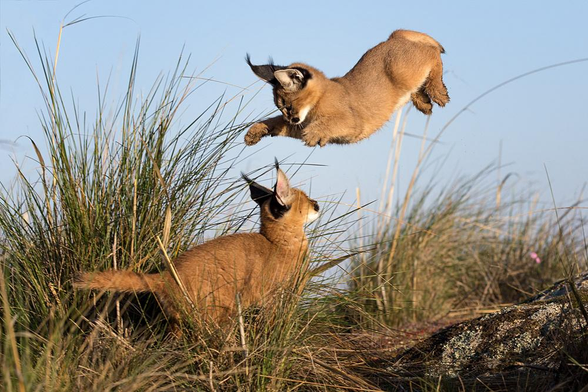2 Young caracals playing in tall wild grass