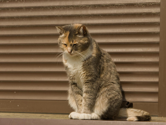 The image captures a moment of tranquility featuring an adult cat with hues of brown, black, and white. It is sitting upright on what appears to be the edge of a window sill or ledge made of metal. The feline's closed eyes suggest it may be enjoying a peaceful nap in the sunlight. Its body language exudes comfort and contentment.

The backdrop consists of horizontal slats that resemble those found behind windows, painted in shades of brown which complement the cat's fur colors. There is no discernible movement or other subjects within this frame; thus, all attention is directed at the resting feline. The absence of any text, distinctive markings on the window sill, and notable objects keeps the focus solely on the serene scene with the tabby cat as its centerpiece.
