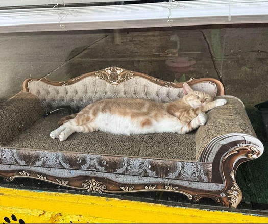 ginger cat fast asleep on a small settee in a shop window