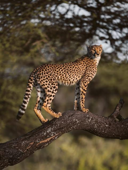 wild adult cheetah standing on a large tree branch 