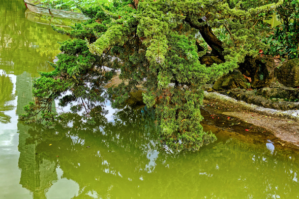Pond lined by trees mirroring Taipei 101.