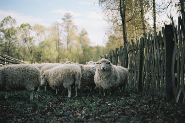 A flock of sheep between fences, two of them looking straight at the camera, one clearly in focus, the other blurred, with a blurred forest in the background.