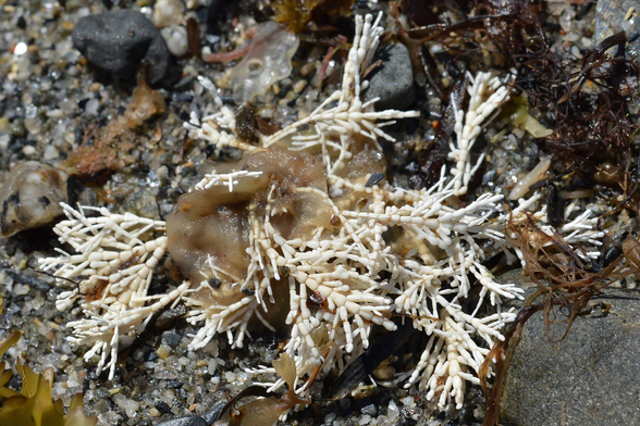 A photo of white coralline algae on a beach.