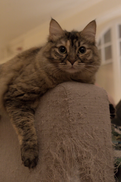 A tabby cat, brown with black stripes, is laying on the arm of a beige sofa and looking straight at the camera with its eyes wide open. The cat's front right paw is hanging down in front of the sofa arm, with its claws out. The sofa arm has a lot of its fabric coming undone, apparently ripped out by the cat's past claw exercises.