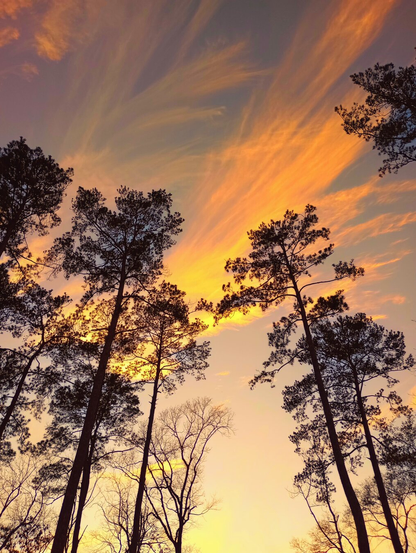 A color photo showing a low angle view of wispy clouds backlit by the setting sun with tall pine trees in the foreground.