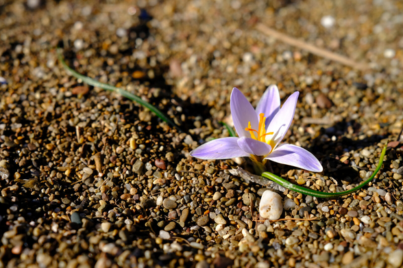 A crocus biflorus flower on a beach