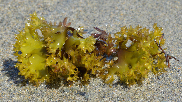 A photo of Irish moss on a beach.
