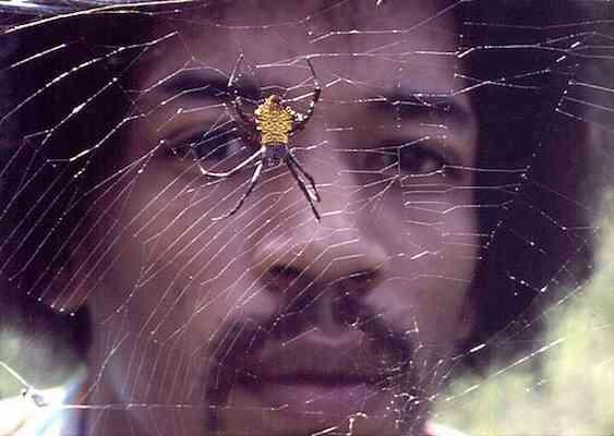 A close-up, shallow depth-of-field shot shows a yellow and black spiny-backed orb-weaver spider centered on its web stretched across the blurred face of Jimi Hendrix.