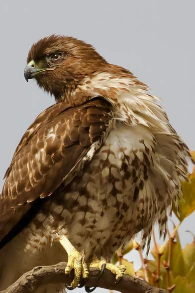 a gorgeous hawk with a spark in its eye.