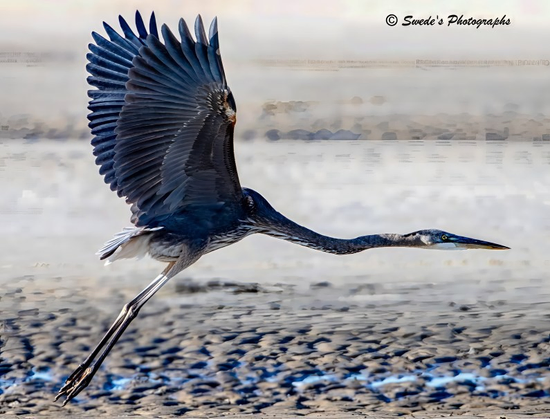 "The heron fills the frame, caught in a powerful upstroke: wings raised high like twin sails, revealing layered, fingered primaries splayed at the tips. Its plumage reads as slate-blue and ash, with darker flight feathers and paler undersides, the textures crisp enough to feel the rib of each quill. The long neck is thrust forward and slightly curved, leading to a sharp, spear-like beak that points the way; behind, the legs stream straight and narrow, toes tucked, forming a clean line that completes its aerodynamic silhouette.

Light skims the bird’s back and wing edges, giving a soft sheen that separates it from the ground below. The terrain beneath is sandy or muddy, mottled and low-contrast, blurred into a watercolor of tan and gray—suggesting shoreline or marsh flats without pulling the eye away from the subject. Motion is implied by the shallow depth of field and the heron’s posture: mid-stride in the sky, cresting the stroke that will lift it higher. The overall mood is quiet focus—no splash, no crowd—just a single, elegant traveler moving with steady intent through open air.

In the top right, a discreet credit—“© Swede’s Photographs”—marks the image, balanced and unobtrusive. grace." - Microsoft Copilot