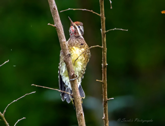 "Clinging upright to the side of a pale, angled tree branch, a yellow-bellied sapsucker (Sphyrapicus varius) holds a moment of stillness in a vertical pose. Its speckled plumage—brown, white, and charcoal—forms a mottled tapestry across its back and wings, blending camouflage with character. A bold red patch flares from its throat like a ceremonial badge, vivid against the otherwise earthy tones. The bird’s long, pointed beak is angled slightly upward, suggesting alertness or anticipation, as if it’s about to tap into the tree’s lifeblood.

Its claws grip the bark with precision, tail feathers pressed against the trunk for balance—a classic woodpecker stance. The background is a soft blur of green, likely forest foliage, rendered in gentle gradients that cradle the bird in quiet contrast. The sapsucker’s gaze is upward, its posture taut but not tense, as if listening to the tree’s whisper or scouting its next borehole. The image is signed “© Swede's Photographs” in the bottom right corner, a subtle mark of authorship that doesn’t intrude on the scene’s natural dignity.

This is not a portrait of action, but of readiness—of a bird in its element, poised between instinct and ritual." - Microsoft Copilot