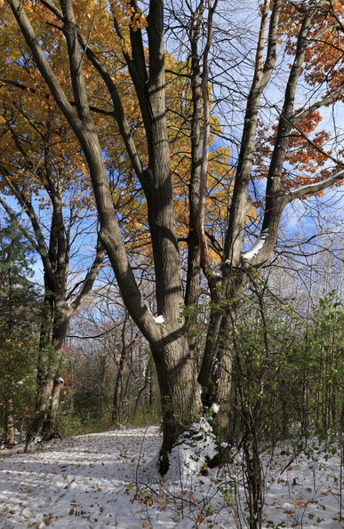 This is a portrait format photo of a large mature deciduous tree that sits beside an accessible hiking trail. The sky was a nice blue colour on this day and a dusting of freshly fallen snow was on the ground.  Many fallen leaves can be seen on top of the snow along the trail's surface.  While many of the tree's branches are now bare on this mid-November day, coloured leaves can still be seen aloft.  Autumn colours continue to be on display above, even with snow on the ground. The image is one of transition between autumn and winter with both seasons present within the frame.