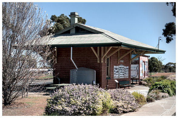 A close up, sunlit photo of the historic Dumbleyung Railway Station building.  The single-story building is constructed of red brick with a wide, gabled, corrugated metal roof that extends out over the platform, supported by light coloured wooden brackets.  A grey water tank sits against the brick wall. To the right of the water tank is an informational display board. In the foreground, there are bushes with small purple flowers.  On the left, a tall, bare tree is visible, and to the right, green foliage and a paved path border the building.