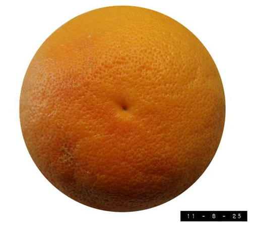 4" grapefruit (uncut).  As perfectly round as the earth itself.  