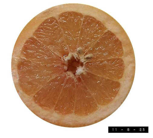 4" grapefruit (cut in half).  As perfectly cut in half as the earth (if the earth was perfectly cut in half).  