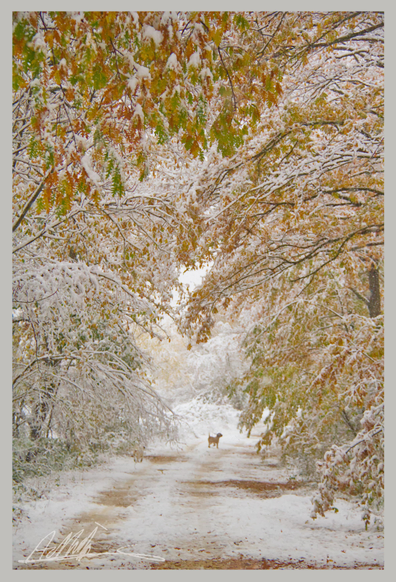 A snow covered road overhung by snow covered trees. In the distance, a small dog can be seen in profile in the middle of the road