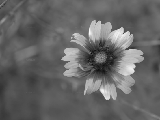 Flower, closeup, black and white, photo