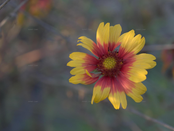 Flower, closeup, color, photo