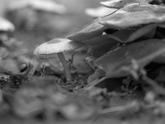 Mushrooms, closeup, black and white, photo