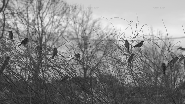 Birds, black and white, photo
