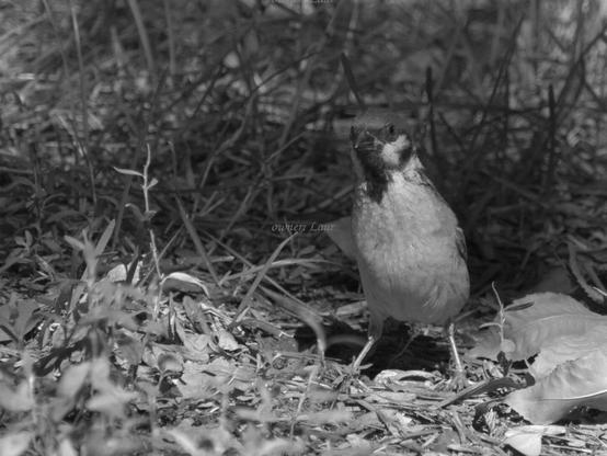 Bird, closeup, black and white, photo