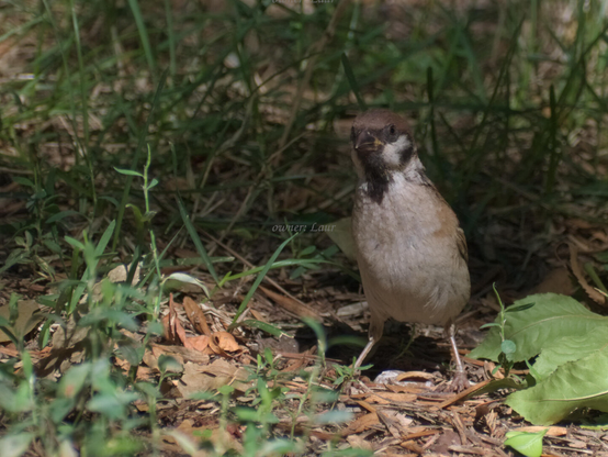 Bird, closeup, color, photo