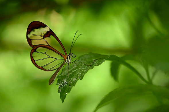 A butterfly with translucent wings perches delicately on a green leaf against a soft-focus, green background. Its wings are transparent, with dark brown edges and fine black lines, and pale yellow and white hues near the upper tips. Its slender brown body has distinct black antennae and a curled proboscis near its head. Beneath the butterfly, the leaf is glossy and textured with small veins. It gently curves downwards supporting the insect’s lightweight frame.