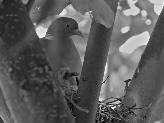 Birds, closeup, black and white, photo