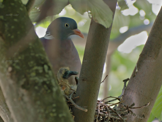 Birds, closeup, color, photo