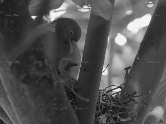 Birds, closeup, black and white, photo