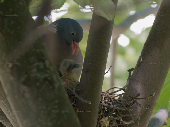 Birds, closeup, color, photo