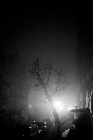 A leafless tree by an empty street in Gdańsk at night. Details submerge in fog, but a row of cars can be seen by the street, and old-styled buildings with stairs to their entrances. The car roofs glimmer in the light from a lone streetlamp by the tree.