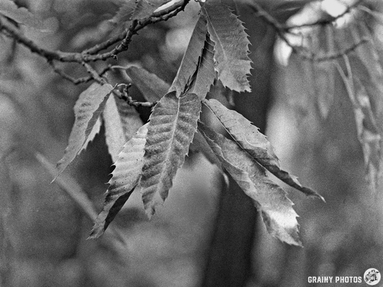 Close-up of leafy branches in black and white, showcasing various shades and textures of the leaves against a blurred forest background.