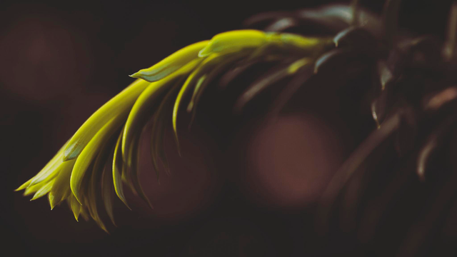 fresh new piece of our bush