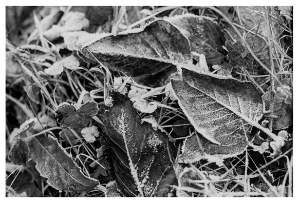 Black and white photograph in landscape orientation. Leaves are lying on the ground. They are partially covered by hoarfrost.