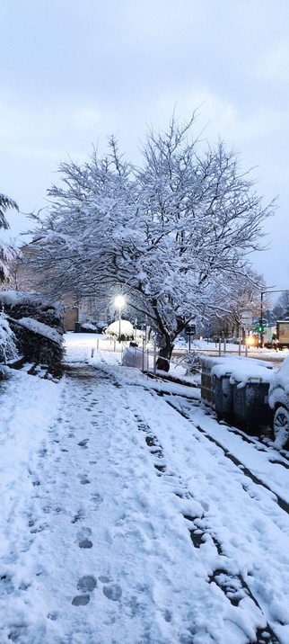 Chemin pédestre entièrement recouvert de neige, marqué de nombreuses empreintes de pas. Au centre, un grand arbre chargé de neige illumine la scène grâce à un lampadaire en arrière-plan. Autour, habitation, voitures et quelques feux tricolores visibles dans la pénombre du matin.