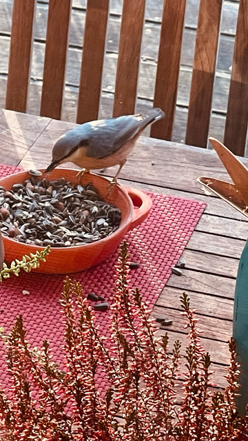 Ein Kleiber holt sich Sonnenblumenkerne. Wie ich gelernt habe, legt er sich irgendwo einen Futtervorrat an.