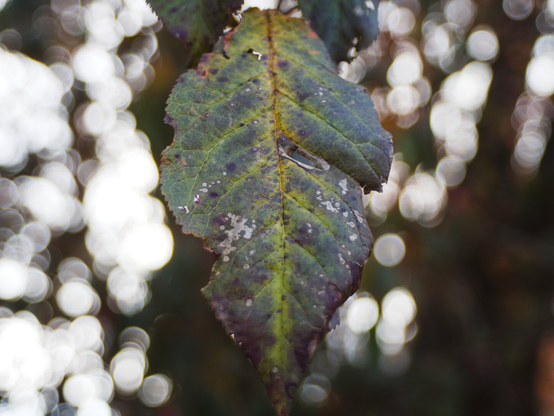 Closeup of blackberry leave.