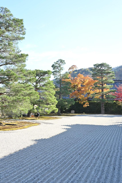 曹源池庭園に入ってすぐの場所に広がる洲浜。奥に見える広葉樹は黄色や赤に黄葉している。/ 2025.11.23 天龍寺・曹源池庭園から