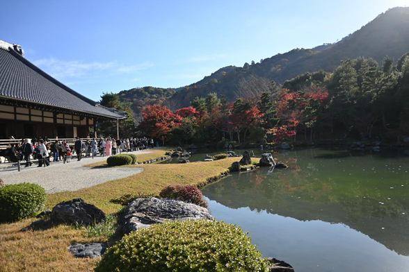 書院あたりから曹源池を南に向いた光景。画面端に映る大方丈に沿って観光客の列ができているのが分かる。/ 2025.11.23 天龍寺・曹源池庭園から