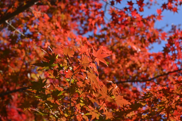 真っ赤に紅葉したイロハモミジ。/ 2025.11.23 天龍寺・曹源池庭園から