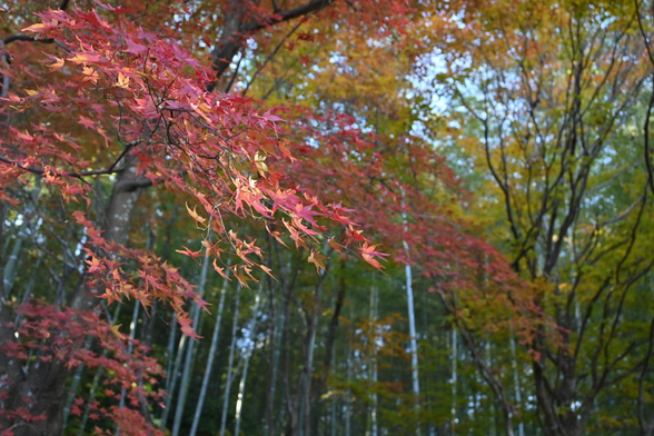 竹林の手前でうっすら、部分的に日を受けているイロハモミジ。こちらも赤く紅葉している。/ 2025.11.23 天龍寺・曹源池庭園から