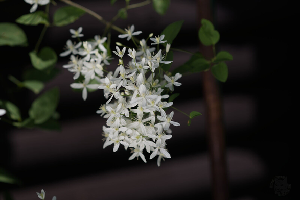 The image captures a cluster of white flowers hanging against a dark background which appears to be outdoors. The lighting is dim and seems natural, highlighting only parts of the plant while leaving others in shadow, creating a contrast that accentuates the delicate structure of the blossoms. There's no visible context or story beyond this close-up depiction, but it does suggest an environment where such flora might thrive during certain seasons.