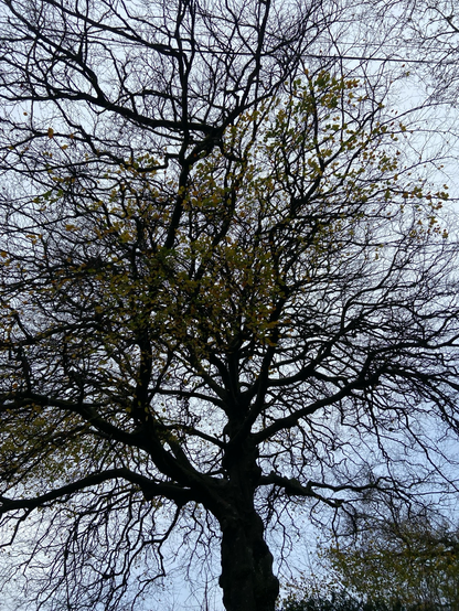 A mesh of winter tree branches