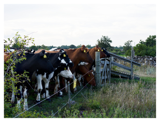 En liggande bild på kossor som står i grupp vid ett staket i en hage. Kossorna är brun-vita och några svartvita med gula brickor i öronen.