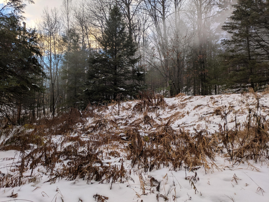 A small hill with last summer's field plants rising the snow in multiple times of brown with a mixed forest behind.