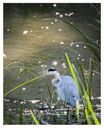 A grey heron walks along the banks of the Manzanares River in Madrid, as the golden hour sunlight creates sparkling reflections on the water's surface
—
Una garza real camina por la orilla del río Manzanares, en Madrid, mientras los rayos de sol de la hora dorada producen destellos en la superficie del agua.