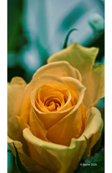 A close-up of a vibrant yellow rose in full bloom against a soft, blurred green and blue background. The image conveys freshness and delicate beauty.